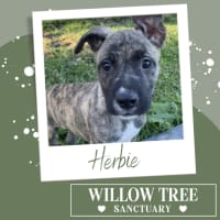 Photo of Herbie