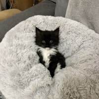 Photo of Theodore   Located In Lower Plenty