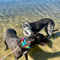 Photo of Poppy, The Cat Friendly Greyhound