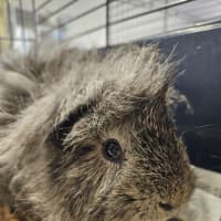 Photo of Possum