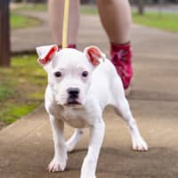 Photo of Butterfield