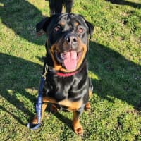 Photo of Gunter (63910)