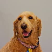Photo of Ziggy