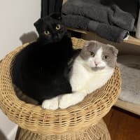 Photo of Nori (Bonded With Kewpie)