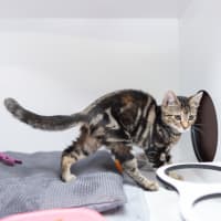 Photo of Bagheera
