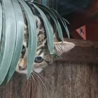 Photo of Blink *9 Lives Project Rescue*