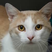 Photo of Pringle
