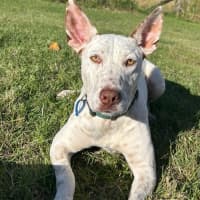 Photo of Casper