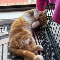 Photo of Cheeto