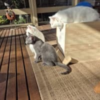 Photo of Blue