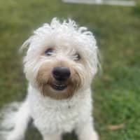 Photo of Nuggy
