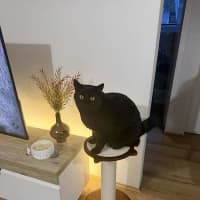 Photo of Kisa
