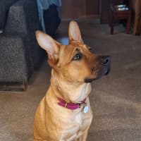 Photo of Gracie
