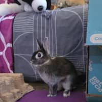 Photo of Alex & Dobbie