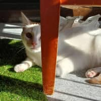 Photo of Gunner 🧡 * 9 Lives Project Rescue*