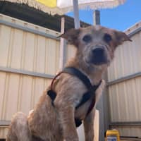 Photo of Shimmy