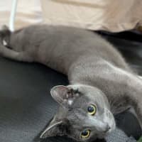 Photo of Smokey