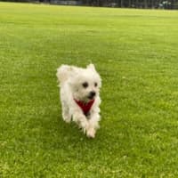 Photo of Bobby   5 Year Old Maltese (On Trial)