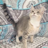 Photo of Prancer 🦌