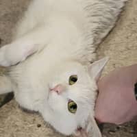 Photo of Cinnamaroll 