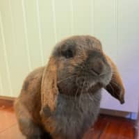 Photo of Otis