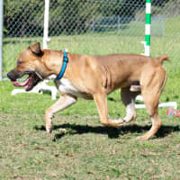 Photo of Barney 