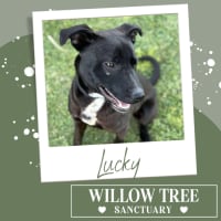 Photo of Lucky