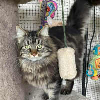 Photo of Gingersnaps And Azrael 