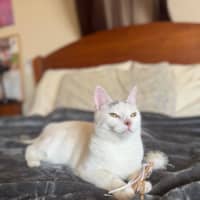 Photo of Tia   Located In Fawkner