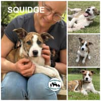 Photo of Squidge