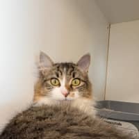 Photo of Luna