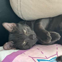 Photo of Myles The Black Panther