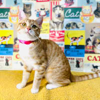 Photo of Fudge   Located In Preston 