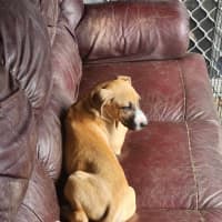 Photo of Amber