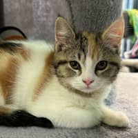 Photo of Leticia The Lemon