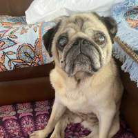 Photo of Blossom 🌸