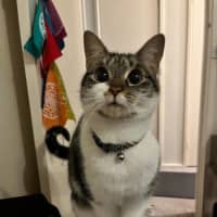 Photo of Bunny *9 Lives Project Rescue*