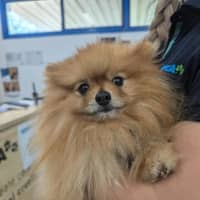 Photo of Peanut