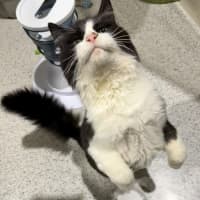 Photo of Catman