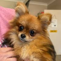 Photo of Bailey