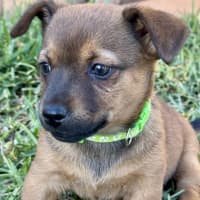 Photo of Marshmallow