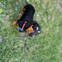 Photo of Daisy