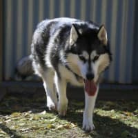 Photo of Delilah