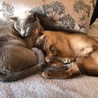 Photo of 🐾 Bonded Burmese Brothers Seeking A Forever Home 