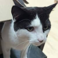 Photo of Plush**2nd Chance Cat Rescue**