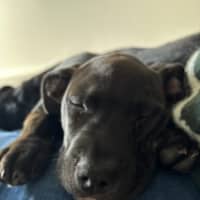 Photo of Tux   4 Month Old Staffy X