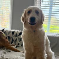 Photo of Poppy