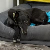 Photo of Ellery The Greyhound