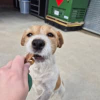 Photo of Aggie! 🌻