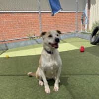 Photo of Tiki